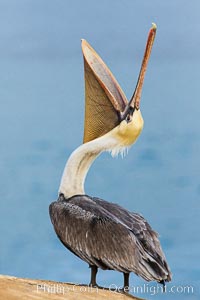 Brown pelican head throw. During a bill throw, the pelican arches its neck back, lifting its large bill upward and stretching its throat pouch, Pelecanus occidentalis, Pelecanus occidentalis californicus, La Jolla, California