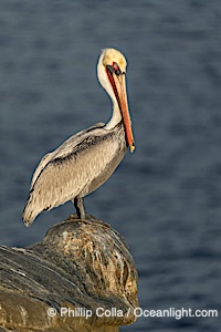 La Jolla Pelican Poses Atop Pedestal Rock Above Pacific Ocean, winter adult non-breeding plumage, Pelecanus occidentalis, Pelecanus occidentalis californicus
