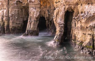 Sea Caves, the famous La Jolla sea caves lie below tall cliffs at Goldfish Point.  Sunny Jim Cave. Sunrise. Sea gulls floating in the water blur in this time exposure. Cormorants rest on jagged edges of the cliffs