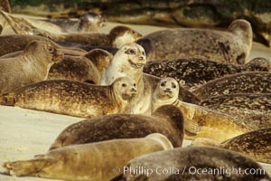 Pacific harbor seals rest while hauled out on a sandy beach.  This group of harbor seals, which has formed a breeding colony at a small but popular beach near San Diego, is at the center of considerable controversy.  While harbor seals are protected from harassment by the Marine Mammal Protection Act and other legislation, local interests would like to see the seals leave so that people can resume using the beach, Phoca vitulina richardsi, La Jolla, California