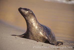 A Pacific harbor seal hauls out on a sandy beach.  This group of harbor seals, which has formed a breeding colony at a small but popular beach near San Diego, is at the center of considerable controversy.  While harbor seals are protected from harassment by the Marine Mammal Protection Act and other legislation, local interests would like to see the seals leave so that people can resume using the beach, Phoca vitulina richardsi, La Jolla, California