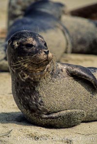 A Pacific harbor seal hauls out on a sandy beach.  This group of harbor seals, which has formed a breeding colony at a small but popular beach near San Diego, is at the center of considerable controversy.  While harbor seals are protected from harassment by the Marine Mammal Protection Act and other legislation, local interests would like to see the seals leave so that people can resume using the beach, Phoca vitulina richardsi, La Jolla, California