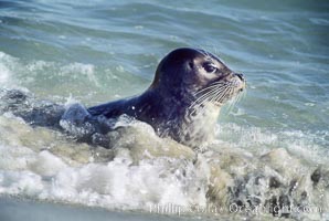 A Pacific harbor seal leaves the surf to haul out on a sandy beach.  This group of harbor seals, which has formed a breeding colony at a small but popular beach near San Diego, is at the center of considerable controversy.  While harbor seals are protected from harassment by the Marine Mammal Protection Act and other legislation, local interests would like to see the seals leave so that people can resume using the beach, Phoca vitulina richardsi, La Jolla, California