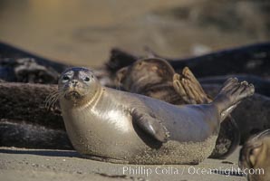 A Pacific harbor seal hauls out on a sandy beach.  This group of harbor seals, which has formed a breeding colony at a small but popular beach near San Diego, is at the center of considerable controversy.  While harbor seals are protected from harassment by the Marine Mammal Protection Act and other legislation, local interests would like to see the seals leave so that people can resume using the beach, Phoca vitulina richardsi, La Jolla, California