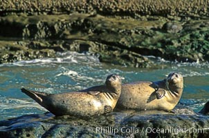 Pacific harbor seals hauled out on a rock.  This group of harbor seals, which has formed a breeding colony at a small but popular beach near San Diego, is at the center of considerable controversy.  While harbor seals are protected from harassment by the Marine Mammal Protection Act and other legislation, local interests would like to see the seals leave so that people can resume using the beach, Phoca vitulina richardsi, La Jolla, California