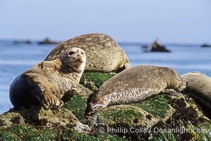 Pacific harbor seals hauled out on a rock, Phoca vitulina richardsi, Monterey, California