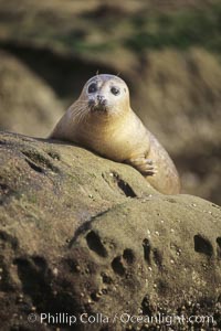 A Pacific harbor seal hauls out on a rock.  This group of harbor seals, which has formed a breeding colony at a small but popular beach near San Diego, is at the center of considerable controversy.  While harbor seals are protected from harassment by the Marine Mammal Protection Act and other legislation, local interests would like to see the seals leave so that people can resume using the beach, Phoca vitulina richardsi, La Jolla, California