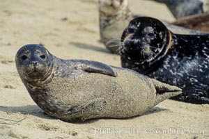 A Pacific harbor seal hauls out on a sandy beach.  This group of harbor seals, which has formed a breeding colony at a small but popular beach near San Diego, is at the center of considerable controversy.  While harbor seals are protected from harassment by the Marine Mammal Protection Act and other legislation, local interests would like to see the seals leave so that people can resume using the beach, Phoca vitulina richardsi, La Jolla, California