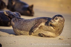 A Pacific harbor seal hauls out on a sandy beach.  This group of harbor seals, which has formed a breeding colony at a small but popular beach near San Diego, is at the center of considerable controversy.  While harbor seals are protected from harassment by the Marine Mammal Protection Act and other legislation, local interests would like to see the seals leave so that people can resume using the beach, Phoca vitulina richardsi, La Jolla, California