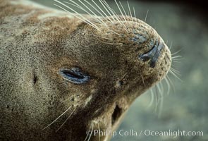 Whiskers of a Pacific harbor seal, Phoca vitulina richardsi, La Jolla, California