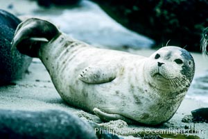 A Pacific harbor seal pup hauls out on a sandy beach.  This group of harbor seals, which has formed a breeding colony at a small but popular beach near San Diego, is at the center of considerable controversy.  While harbor seals are protected from harassment by the Marine Mammal Protection Act and other legislation, local interests would like to see the seals leave so that people can resume using the beach, Phoca vitulina richardsi, La Jolla, California