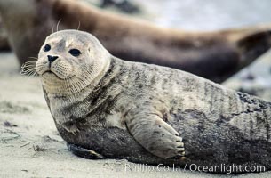 A Pacific harbor seal pup hauls out on a sandy beach.  This group of harbor seals, which has formed a breeding colony at a small but popular beach near San Diego, is at the center of considerable controversy.  While harbor seals are protected from harassment by the Marine Mammal Protection Act and other legislation, local interests would like to see the seals leave so that people can resume using the beach, Phoca vitulina richardsi, La Jolla, California