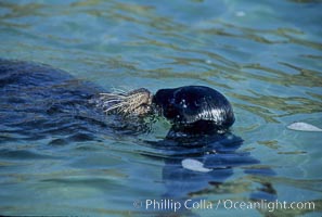 A mother Pacific harbor seal and her newborn pup swim in the protected waters of Childrens Pool in La Jolla, California.  This group of harbor seals, which has formed a breeding colony at a small but popular beach near San Diego, is at the center of considerable controversy.  While harbor seals are protected from harassment by the Marine Mammal Protection Act and other legislation, local interests would like to see the seals leave so that people can resume using the beach, Phoca vitulina richardsi