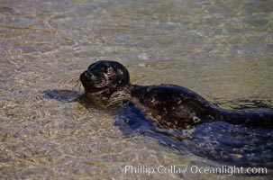 A mother Pacific harbor seal and her newborn pup swim in the protected waters of Childrens Pool in La Jolla, California.  This group of harbor seals, which has formed a breeding colony at a small but popular beach near San Diego, is at the center of considerable controversy.  While harbor seals are protected from harassment by the Marine Mammal Protection Act and other legislation, local interests would like to see the seals leave so that people can resume using the beach, Phoca vitulina richardsi