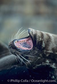 A Pacific harbor seal yawns as it is hauled out on a sandy beach.  This group of harbor seals, which has formed a breeding colony at a small but popular beach near San Diego, is at the center of considerable controversy.  While harbor seals are protected from harassment by the Marine Mammal Protection Act and other legislation, local interests would like to see the seals leave so that people can resume using the beach, Phoca vitulina richardsi, La Jolla, California