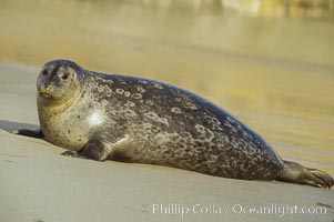 A Pacific harbor seal hauls out on a sandy beach.  This group of harbor seals, which has formed a breeding colony at a small but popular beach near San Diego, is at the center of considerable controversy.  While harbor seals are protected from harassment by the Marine Mammal Protection Act and other legislation, local interests would like to see the seals leave so that people can resume using the beach, Phoca vitulina richardsi, La Jolla, California