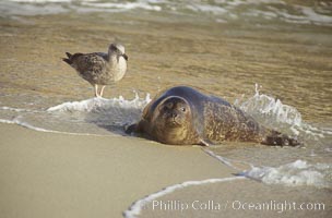 A Pacific harbor seal leaves the surf to haul out on a sandy beach.  This group of harbor seals, which has formed a breeding colony at a small but popular beach near San Diego, is at the center of considerable controversy.  While harbor seals are protected from harassment by the Marine Mammal Protection Act and other legislation, local interests would like to see the seals leave so that people can resume using the beach, Phoca vitulina richardsi, La Jolla, California