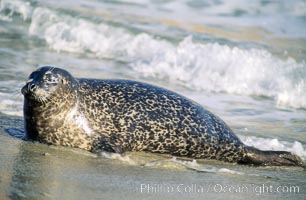 A Pacific harbor seal hauls out on a sandy beach.  This group of harbor seals, which has formed a breeding colony at a small but popular beach near San Diego, is at the center of considerable controversy.  While harbor seals are protected from harassment by the Marine Mammal Protection Act and other legislation, local interests would like to see the seals leave so that people can resume using the beach, Phoca vitulina richardsi, La Jolla, California