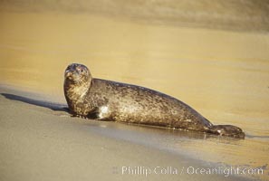 A Pacific harbor seal hauls out on a sandy beach.  This group of harbor seals, which has formed a breeding colony at a small but popular beach near San Diego, is at the center of considerable controversy.  While harbor seals are protected from harassment by the Marine Mammal Protection Act and other legislation, local interests would like to see the seals leave so that people can resume using the beach, Phoca vitulina richardsi, La Jolla, California