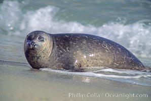 A Pacific harbor seal leaves the surf to haul out on a sandy beach.  This group of harbor seals, which has formed a breeding colony at a small but popular beach near San Diego, is at the center of considerable controversy.  While harbor seals are protected from harassment by the Marine Mammal Protection Act and other legislation, local interests would like to see the seals leave so that people can resume using the beach, Phoca vitulina richardsi, La Jolla, California