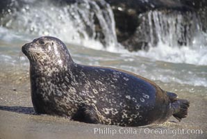 A Pacific harbor seal leaves the surf to haul out on a sandy beach.  This group of harbor seals, which has formed a breeding colony at a small but popular beach near San Diego, is at the center of considerable controversy.  While harbor seals are protected from harassment by the Marine Mammal Protection Act and other legislation, local interests would like to see the seals leave so that people can resume using the beach, Phoca vitulina richardsi, La Jolla, California