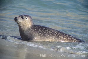 A Pacific harbor seal leaves the surf to haul out on a sandy beach.  This group of harbor seals, which has formed a breeding colony at a small but popular beach near San Diego, is at the center of considerable controversy.  While harbor seals are protected from harassment by the Marine Mammal Protection Act and other legislation, local interests would like to see the seals leave so that people can resume using the beach, Phoca vitulina richardsi, La Jolla, California