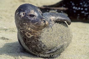 A Pacific harbor seal hauls out on a sandy beach.  This group of harbor seals, which has formed a breeding colony at a small but popular beach near San Diego, is at the center of considerable controversy.  While harbor seals are protected from harassment by the Marine Mammal Protection Act and other legislation, local interests would like to see the seals leave so that people can resume using the beach, Phoca vitulina richardsi, La Jolla, California