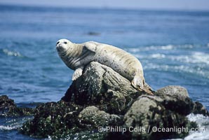 A Pacific harbor seal hauls out on a rock, Phoca vitulina richardsi, Monterey, California