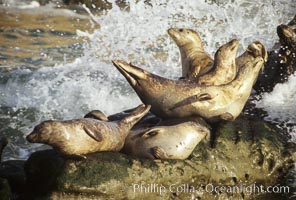 Pacific harbor seals are splashed by surf as they are hauled out on a rock.  This group of harbor seals, which has formed a breeding colony at a small but popular beach near San Diego, is at the center of considerable controversy.  While harbor seals are protected from harassment by the Marine Mammal Protection Act and other legislation, local interests would like to see the seals leave so that people can resume using the beach, Phoca vitulina richardsi, La Jolla, California