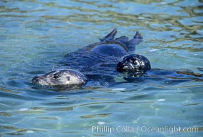 A mother Pacific harbor seal and her newborn pup swim in the protected waters of Childrens Pool in La Jolla, California.  This group of harbor seals, which has formed a breeding colony at a small but popular beach near San Diego, is at the center of considerable controversy.  While harbor seals are protected from harassment by the Marine Mammal Protection Act and other legislation, local interests would like to see the seals leave so that people can resume using the beach, Phoca vitulina richardsi