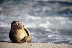 A Pacific harbor seal hauls out on a sandy beach.  This group of harbor seals, which has formed a breeding colony at a small but popular beach near San Diego, is at the center of considerable controversy.  While harbor seals are protected from harassment by the Marine Mammal Protection Act and other legislation, local interests would like to see the seals leave so that people can resume using the beach, Phoca vitulina richardsi, La Jolla, California