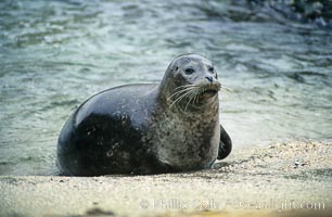 A Pacific harbor seal hauls out on a sandy beach.  This group of harbor seals, which has formed a breeding colony at a small but popular beach near San Diego, is at the center of considerable controversy.  While harbor seals are protected from harassment by the Marine Mammal Protection Act and other legislation, local interests would like to see the seals leave so that people can resume using the beach, Phoca vitulina richardsi, La Jolla, California