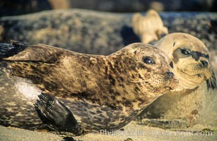 Pacific harbor seals rest while hauled out on a sandy beach.  This group of harbor seals, which has formed a breeding colony at a small but popular beach near San Diego, is at the center of considerable controversy.  While harbor seals are protected from harassment by the Marine Mammal Protection Act and other legislation, local interests would like to see the seals leave so that people can resume using the beach, Phoca vitulina richardsi, La Jolla, California