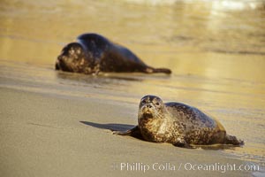 Pacific harbor seals rest while hauled out on a sandy beach.  This group of harbor seals, which has formed a breeding colony at a small but popular beach near San Diego, is at the center of considerable controversy.  While harbor seals are protected from harassment by the Marine Mammal Protection Act and other legislation, local interests would like to see the seals leave so that people can resume using the beach, Phoca vitulina richardsi, La Jolla, California