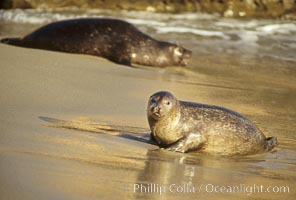 Pacific harbor seals rest while hauled out on a sandy beach.  This group of harbor seals, which has formed a breeding colony at a small but popular beach near San Diego, is at the center of considerable controversy.  While harbor seals are protected from harassment by the Marine Mammal Protection Act and other legislation, local interests would like to see the seals leave so that people can resume using the beach, Phoca vitulina richardsi, La Jolla, California