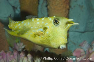 Longhorn cowfish, Lactoria cornuta