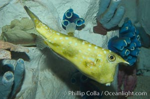 Longhorn cowfish, Lactoria cornuta