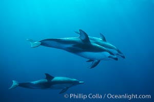 Pacific white sided dolphin, Lagenorhynchus obliquidens, San Diego, California