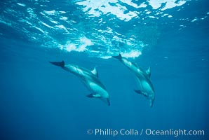 Pacific white sided dolphin, Lagenorhynchus obliquidens, San Diego, California