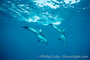 Pacific white sided dolphin, Lagenorhynchus obliquidens, San Diego, California