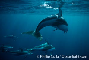 Pacific white sided dolphin, Lagenorhynchus obliquidens, San Diego, California