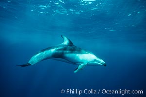 Pacific white sided dolphin, Lagenorhynchus obliquidens, San Diego, California