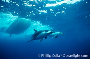 Pacific white sided dolphin, Lagenorhynchus obliquidens, San Diego, California