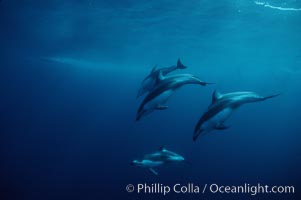 Pacific white sided dolphin, Lagenorhynchus obliquidens, San Diego, California