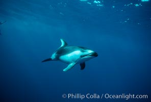 Pacific white sided dolphin, Lagenorhynchus obliquidens, San Diego, California