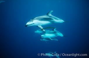 Pacific white sided dolphin, carrying drift kelp.