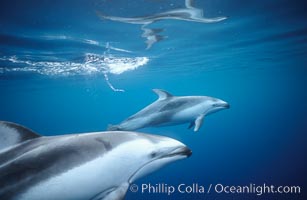 Pacific white sided dolphin, Lagenorhynchus obliquidens, San Diego, California