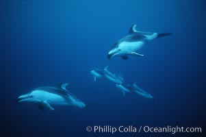 Pacific white sided dolphin. San Diego, California, USA, Lagenorhynchus obliquidens, natural history stock photograph, photo id 04943
