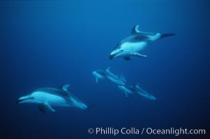 Pacific white sided dolphin, Lagenorhynchus obliquidens, San Diego, California