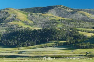 Lamar Valley, summer. The Lamar Valleys rolling hills are home to many large mammals and are often called Americas Serengeti, Yellowstone National Park, Wyoming